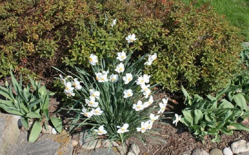Der Garten der Pension Rosengarten in Franking am Holzöstersee - ein Einöd für die Ruhe!