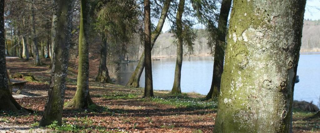 Ein Spaziergang um den Holzöstersee in Franking, Oberösterreich. Genießen Sie Ihren Urlaub in der Pension Rosengarten!