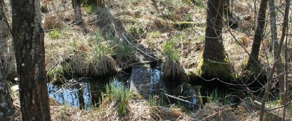 Ein Spaziergang um den Holzöstersee in Franking, Oberösterreich. Genießen Sie Ihren Urlaub in der Pension Rosengarten!