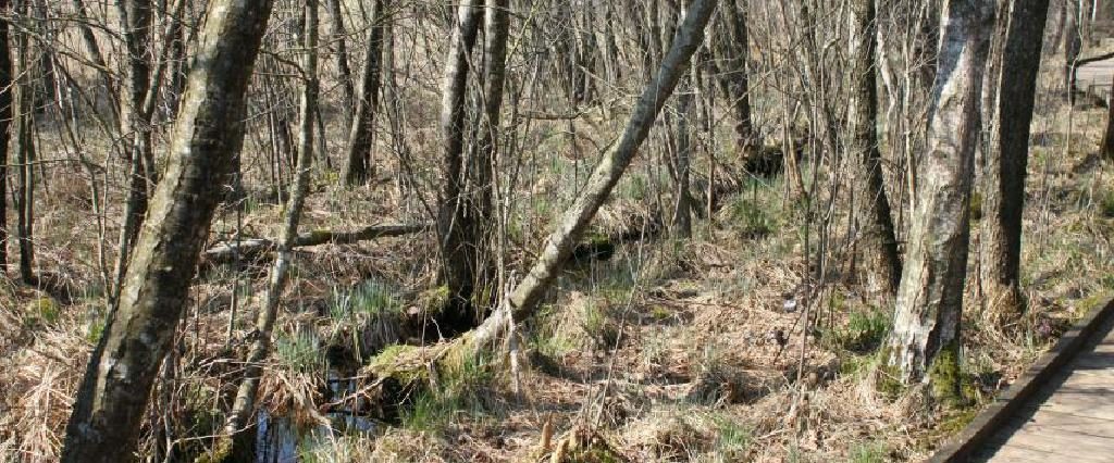 Ein Spaziergang um den Holzöstersee in Franking, Oberösterreich. Genießen Sie Ihren Urlaub in der Pension Rosengarten!