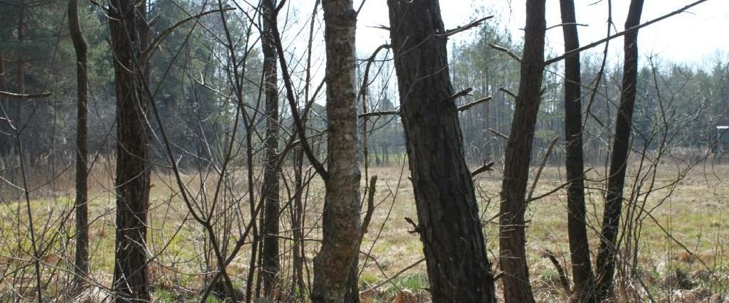 Ein Spaziergang um den Holzöstersee in Franking, Oberösterreich. Genießen Sie Ihren Urlaub in der Pension Rosengarten!
