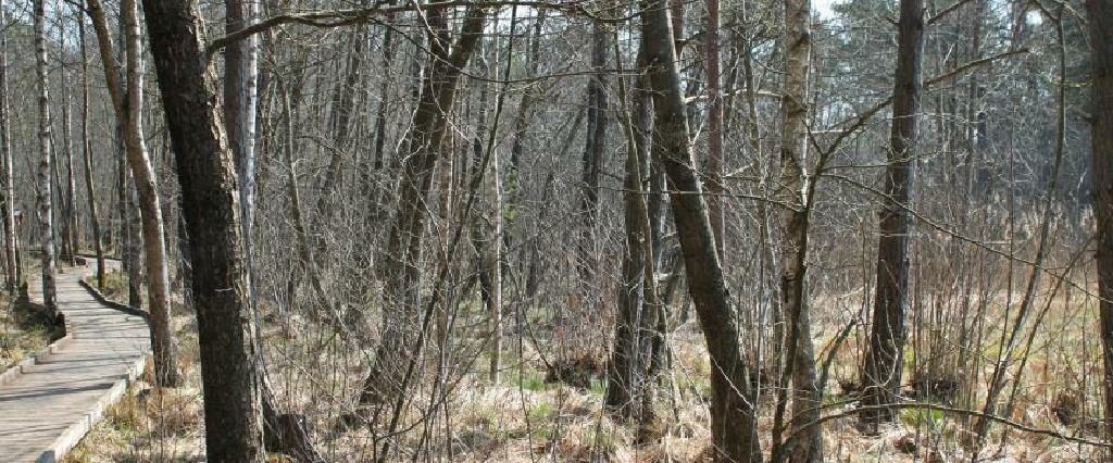 Ein Spaziergang um den Holzöstersee in Franking, Oberösterreich. Genießen Sie Ihren Urlaub in der Pension Rosengarten!