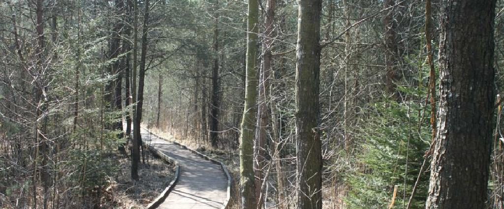 Ein Spaziergang um den Holzöstersee in Franking, Oberösterreich. Genießen Sie Ihren Urlaub in der Pension Rosengarten!