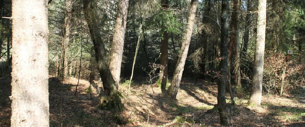 Ein Spaziergang um den Holzöstersee in Franking, Oberösterreich. Genießen Sie Ihren Urlaub in der Pension Rosengarten!